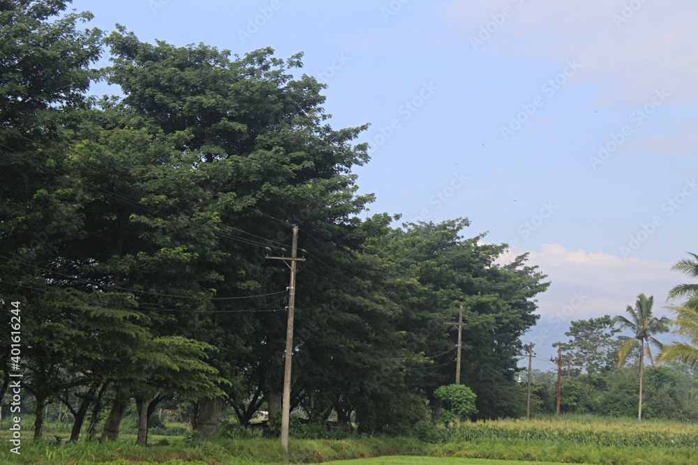 Obraz premium A lot of big trees with blue sky