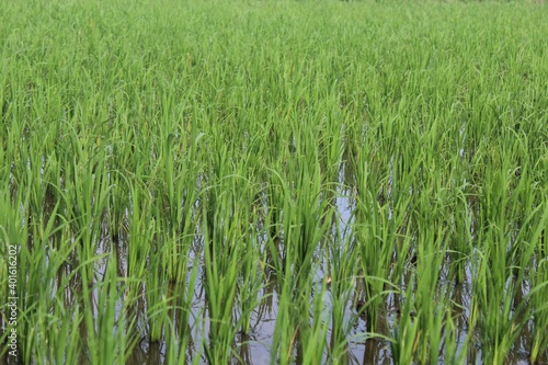 Natural rural agriculture