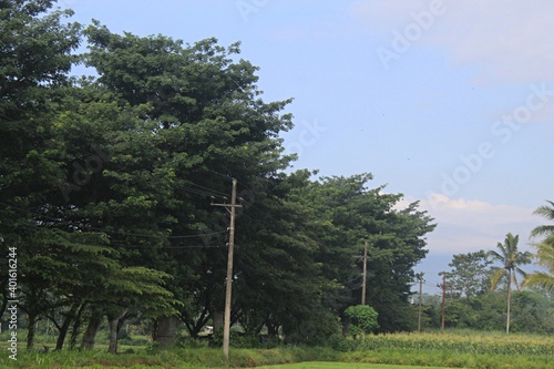 A lot of big trees with blue sky