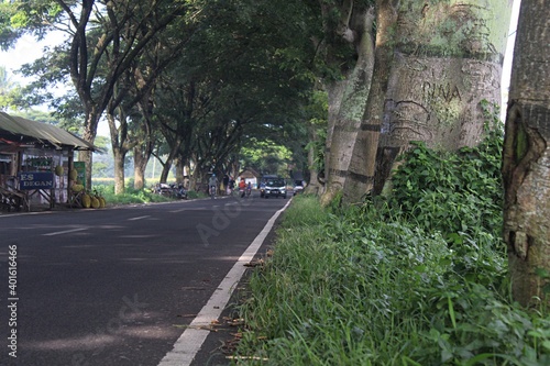 Long rural road with trees