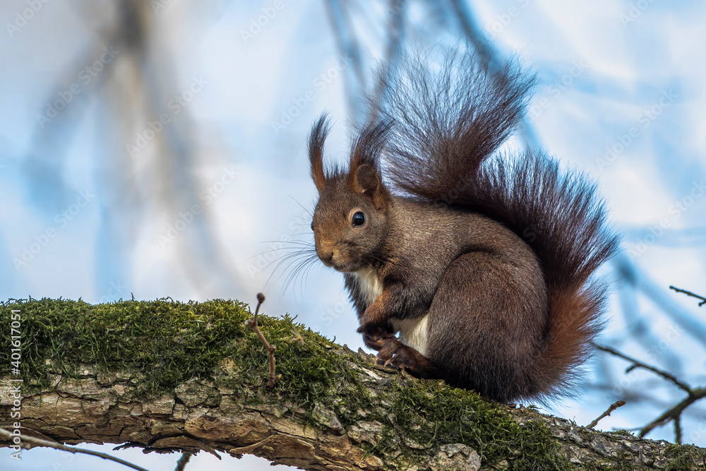 Fototapeta premium Eichhörnchen (Sciurus vulgaris)
