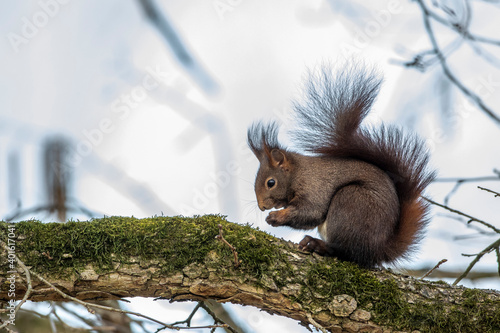 Eichhörnchen (Sciurus vulgaris) © Rolf Müller