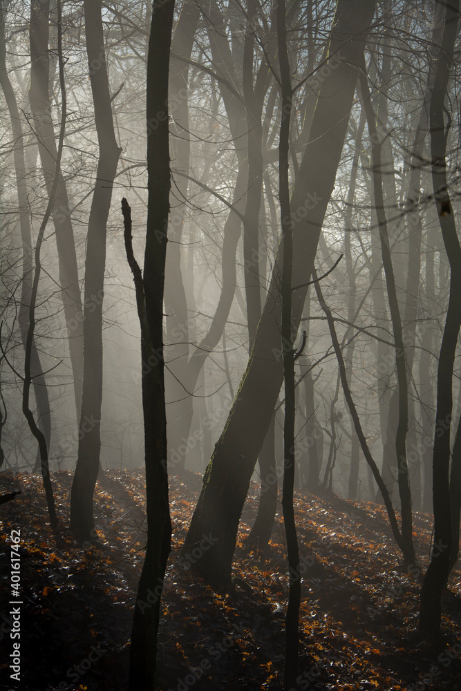 Misty forest in the morning. Sun coming through the fog. Magic atmosphere.