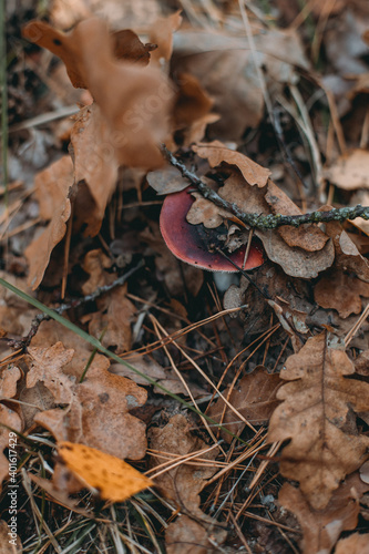 Picking up mushrooms on a field in the forest in autumn. fly agaric, red fly agaric