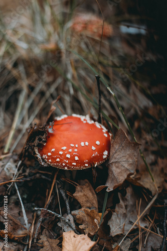 Picking up mushrooms on a field in the forest in autumn. fly agaric, red fly agaric
