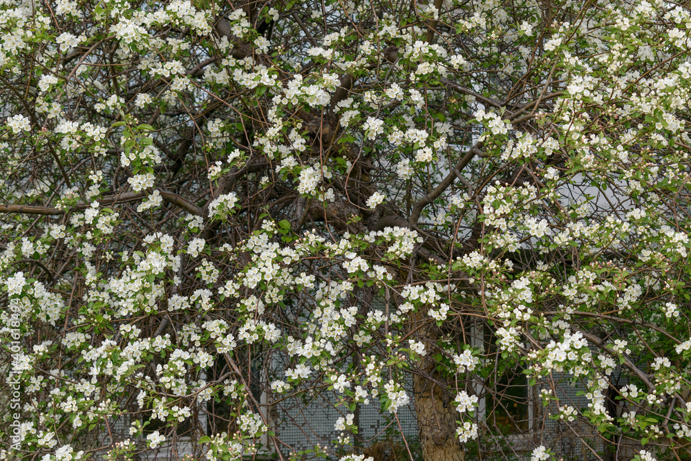 Wild apple tree blooms in spring. Small white flowers on the branches. Background - house wall, windows.