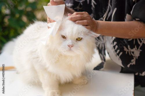 Photography Clean the cat's ears with tissue paper.