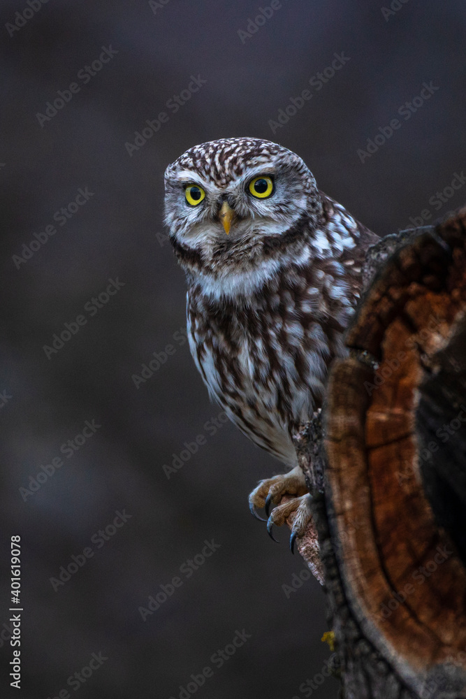 Steinkauz (Athene noctua) Steinkauz (Athene noctua)