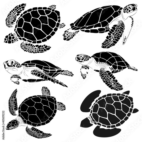 graphic sea turtle,vector illustration of sea turtle,vector of turtle design on a white background,save a turtle.