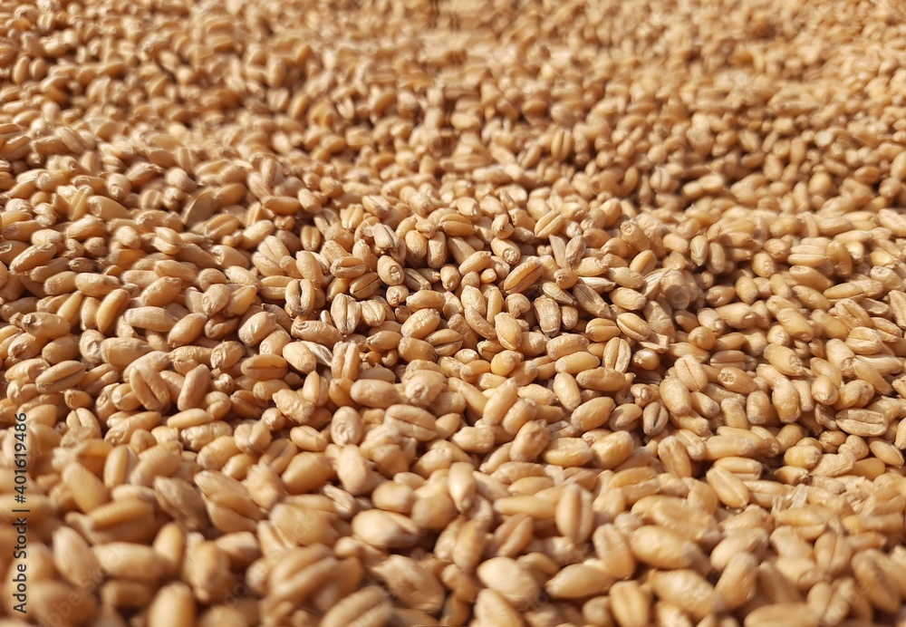 wheat grains background wheat grains background