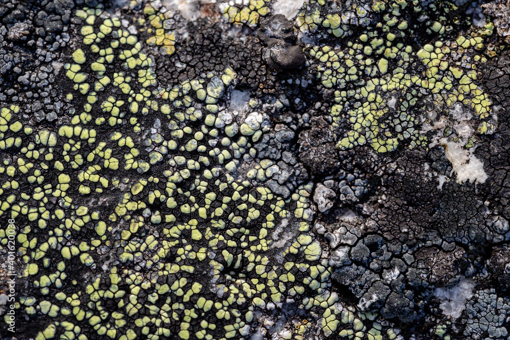 Natural texture of a stone covered with lichen. Lichenes patterns on a rock surface. Natural background. Closeup top view. The nature of the Arctic. Polar region. Natural texture of a stone covered with lichen. Lichenes patterns on a rock surface. Natural background. Closeup top view. The nature of the Arctic. Polar region.