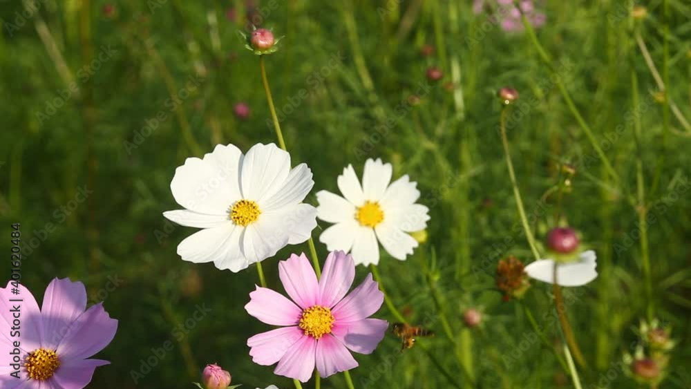 Beautiful cosmos flowers and bee in the garden, outdoor Chiangmai Thailand Beautiful cosmos flowers and bee in the garden, outdoor Chiangmai Thailand