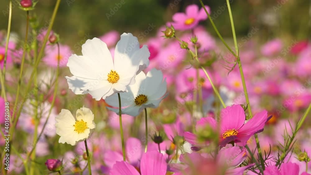 Beautiful cosmos flowers in the garden, outdoor Chiangmai Thailand Beautiful cosmos flowers in the garden, outdoor Chiangmai Thailand