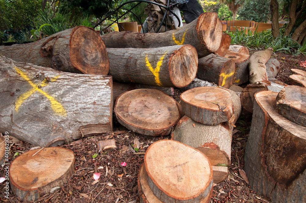 Sydney Australia, woodpile at bottom of garden, with logs ready to to sawn or chopped Sydney Australia, woodpile at bottom of garden, with logs ready to to sawn or chopped
