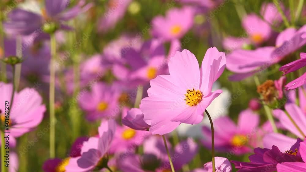 Beautiful cosmos flowers in the garden, outdoor Chiangmai Thailand Beautiful cosmos flowers in the garden, outdoor Chiangmai Thailand