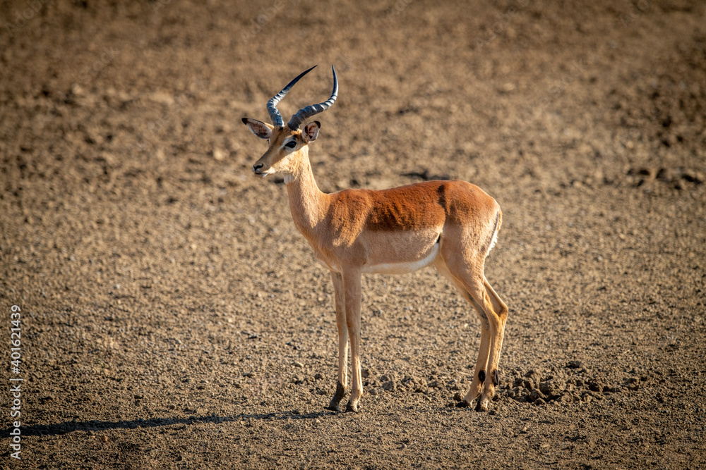 Female common impala stands in bright sunshine Female common impala stands in bright sunshine