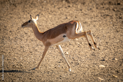 Female common impala canters over gravel pan