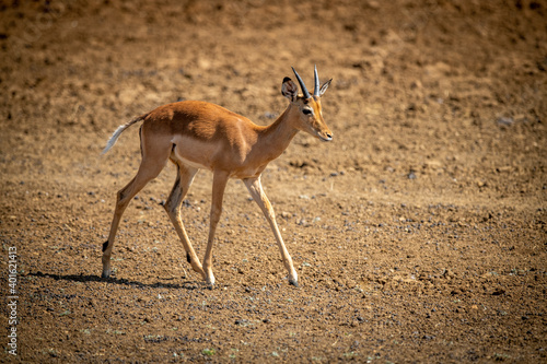 Female common impala crosses bare rocky pan