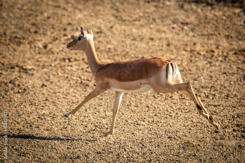 Female common impala gallops over rocky pan