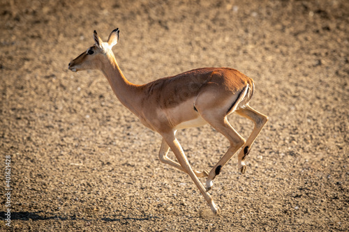 Female common impala runs over gravel pan