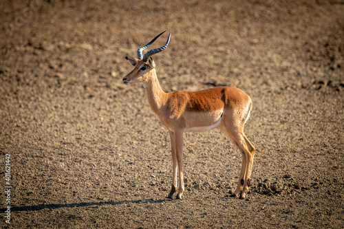 Female common impala stands in rocky pan