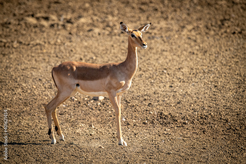Female common impala stands on rocky pan