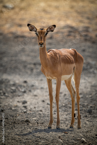 Female common impala stands staring at camera © Nick Dale