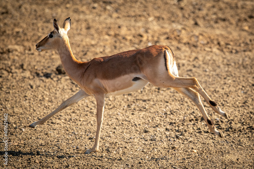 Female common impala stretches legs while running