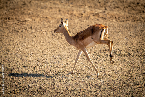 Female common impala throws up hind legs