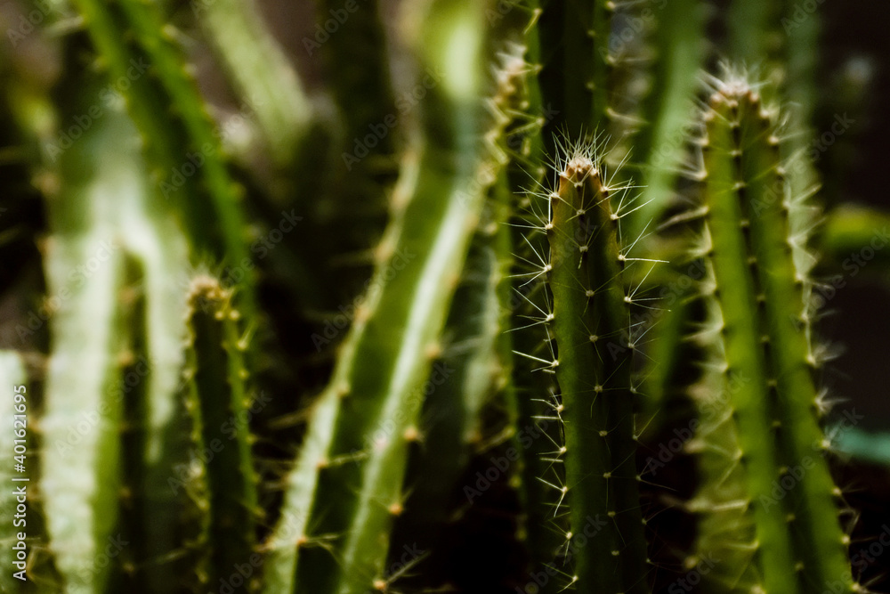 cactus with drops, cactus or thorns plant are growing cactus with drops, cactus or thorns plant are growing