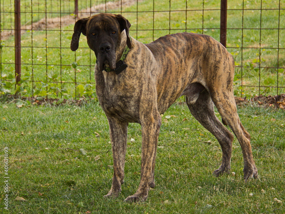 Hunting dog in Czech republic, Europe
