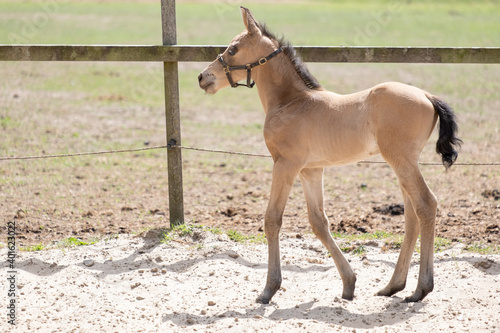 Young newly born yellow foal standsin the sand, newborn filly