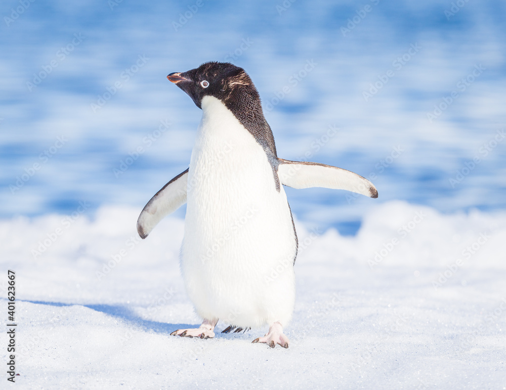 Fototapeta premium Images of ice bergs in Antartica