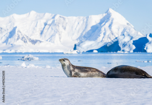 Images from Antartica with penguins and seals