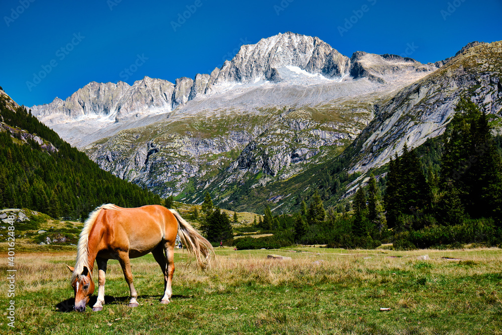 Wild blonde horse in Val di Fumo. Dolomites landscape under blue summer sky with mountain in the background. Italian unesco mountain.
Beautiful trentin view. Calm horse.
Wilderness