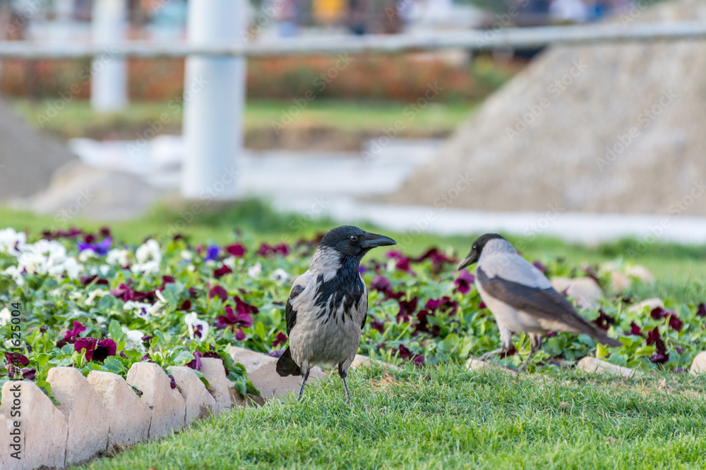 Obraz premium Two grey white neck hooded crows finding food on grassland in autumn with fall leaves in the garden of Imam squre, Esfahan, Iran