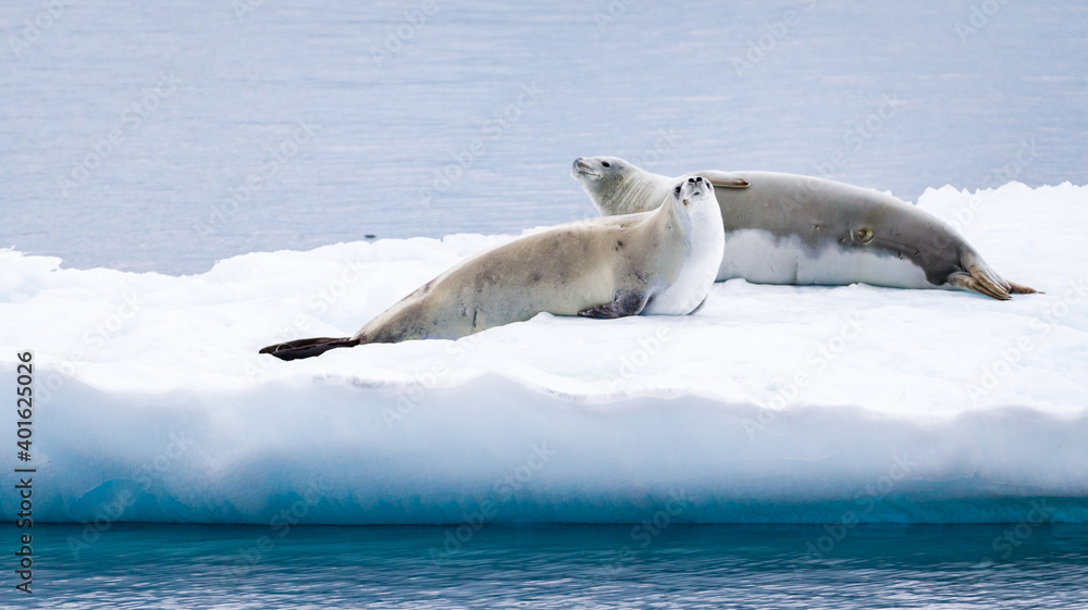 Obraz premium Images from Antartica