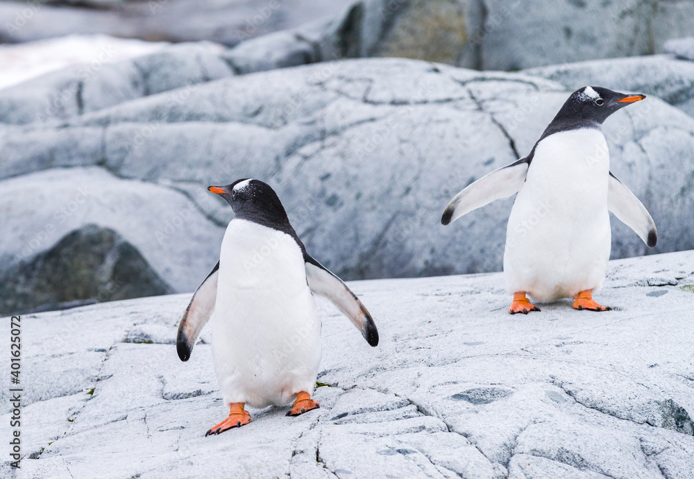 Obraz premium Images from Antartica