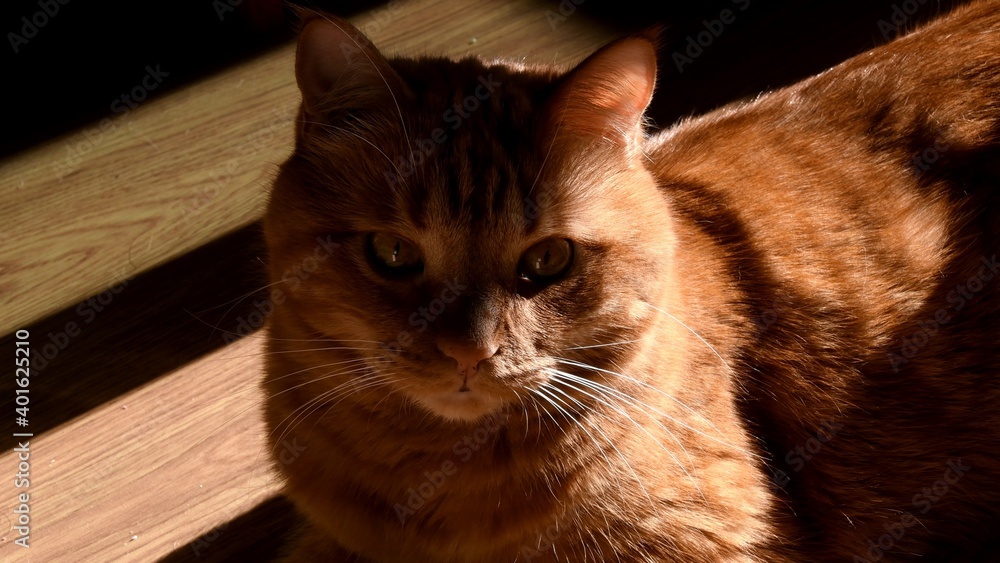 Portrait of red cat face with ginger eyes. Furry cat head in bright sunlight with dark shadows