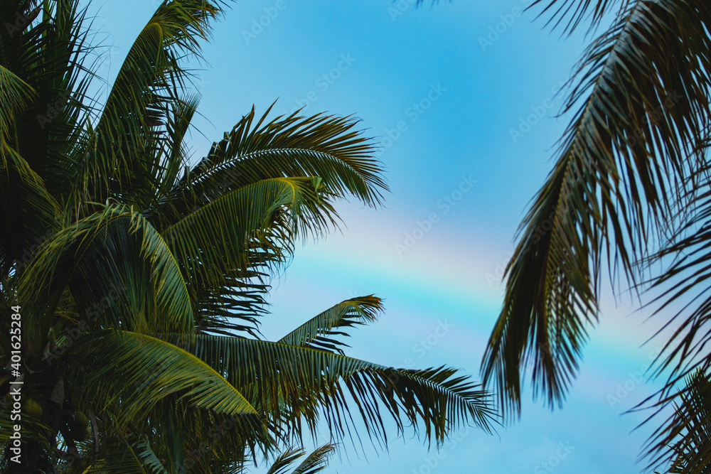 palm trees against the sky. high quality photo