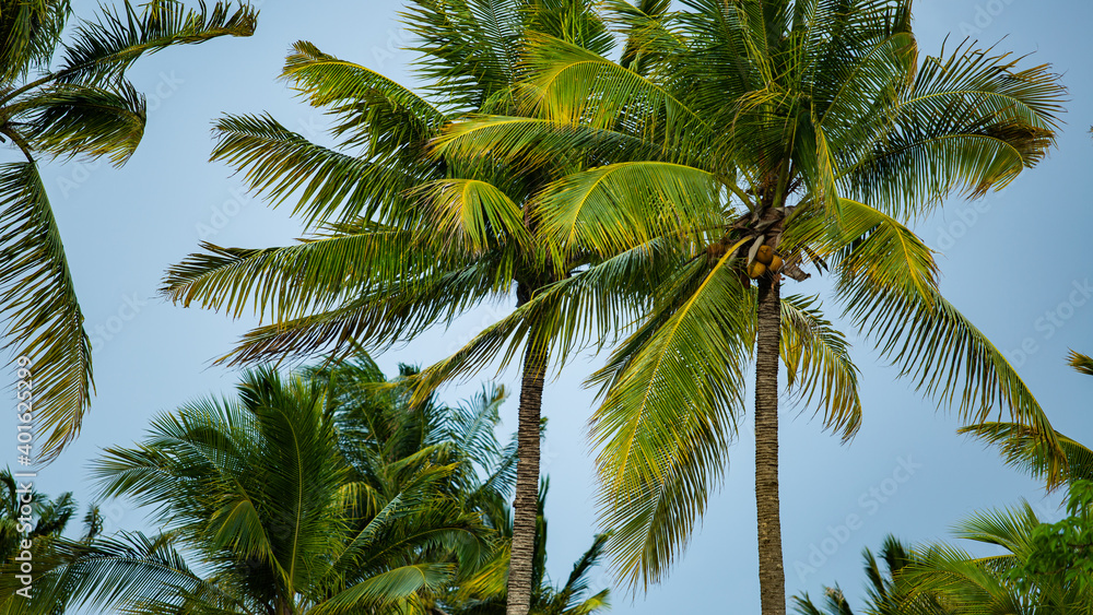 palm trees against the sky. high quality photo palm trees against the sky. high quality photo