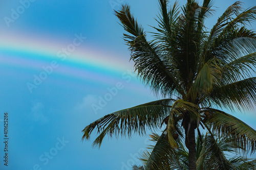 palm trees against the sky. high quality photo