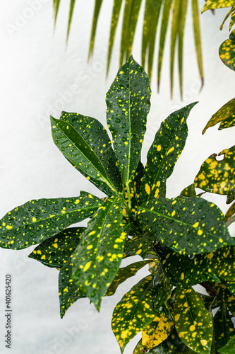 Zbliżenie na zielono żółte liście rośliny tropikalnej, naturalne kolorowe tło, tekstura.