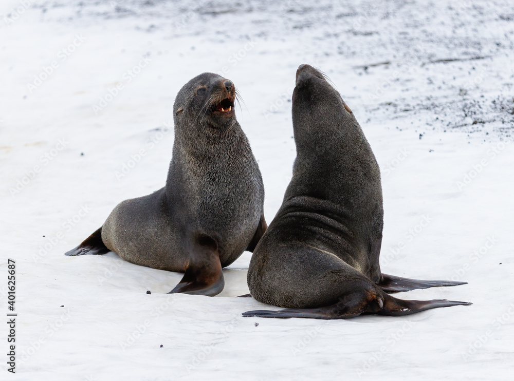 Fototapeta premium Images from Antartica