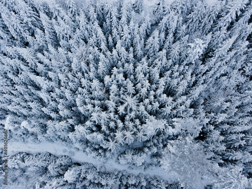 Schwarzwald Schwarzwald