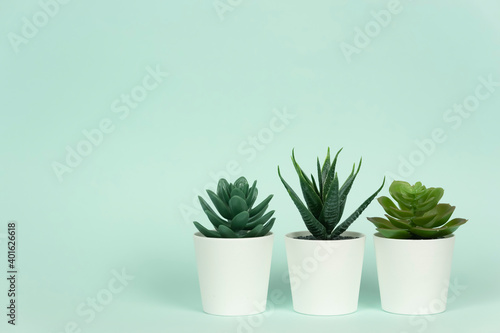 Three potted plants succulents and aloe stand on a table