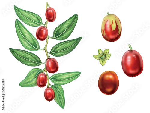Photos Illustration of jujube (ziziphus jujuba) plant with a branch with berries and leaves