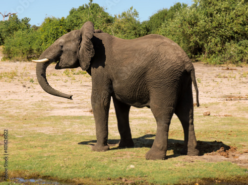 Elefante posando en parque nacional Chobe.