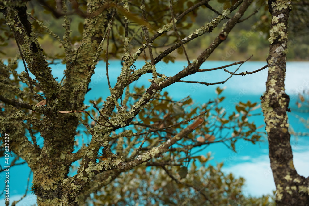 branches of a tree branches of a tree