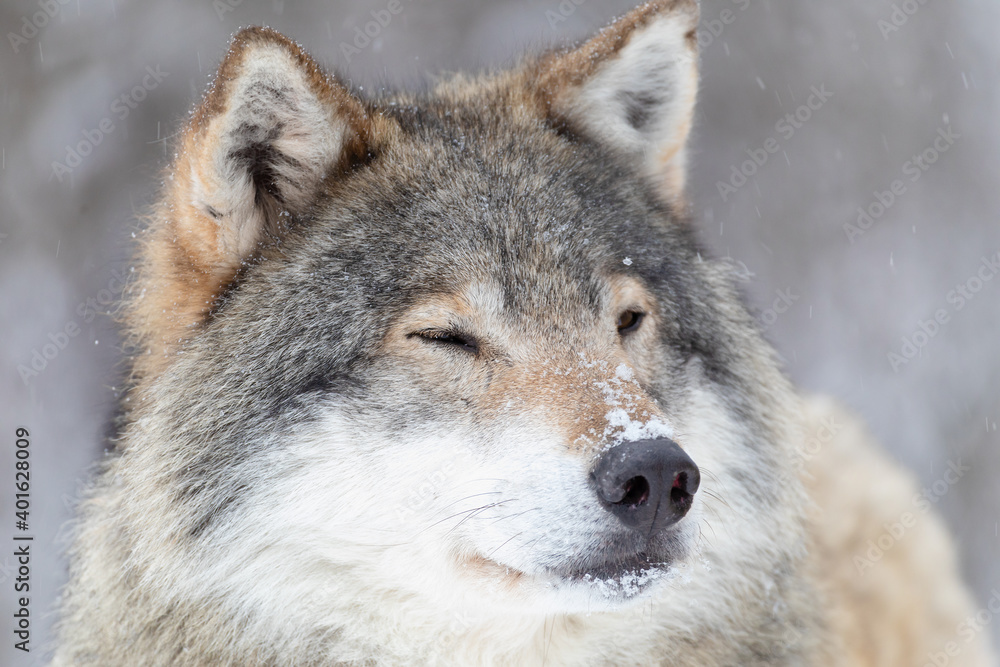 Focused wolf stands in beautiful and very cold winter forest